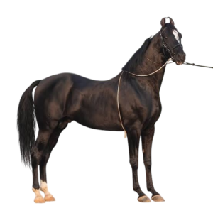 MARWADI HORSE