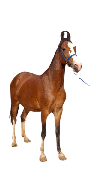 KATHIYAWADI HOURSE